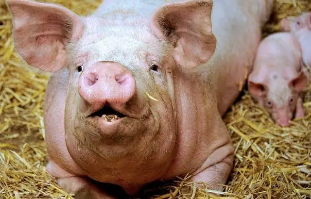 Peste porcine: un spécialiste en médecine apporte des détails