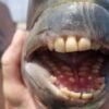 Caroline du Nord: un jeune homme pêche un poisson aux dents humaines