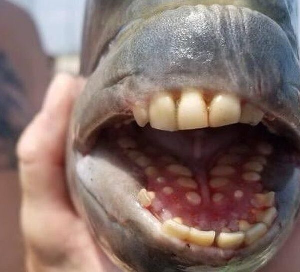 Caroline du Nord: un jeune homme pêche un poisson aux dents humaines