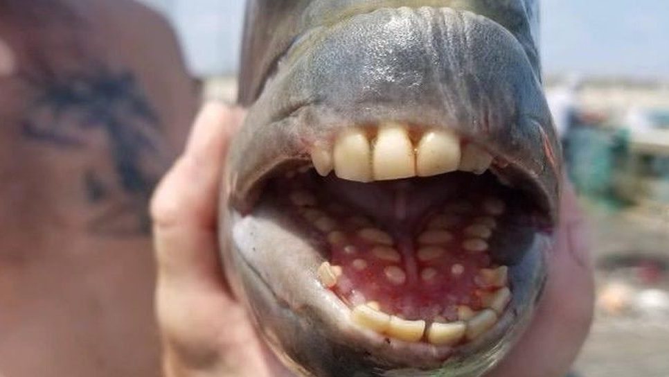 Caroline du Nord: un jeune homme pêche un poisson aux dents humaines