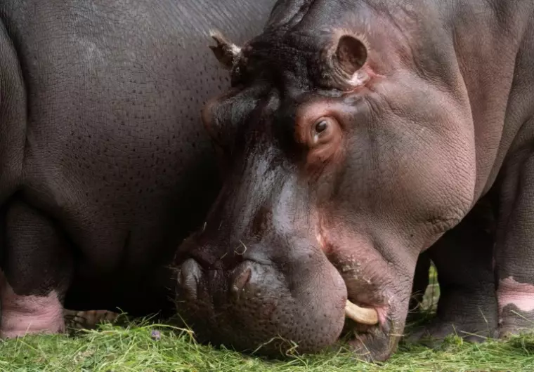 Belgique: deux hippopotames testés positifs au coronavirus