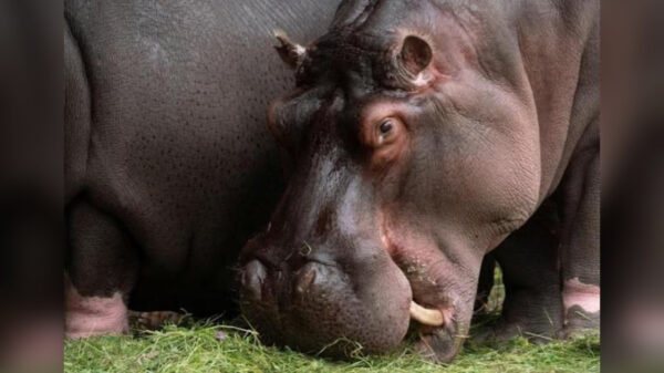 Belgique: deux hippopotames testés positifs au coronavirus