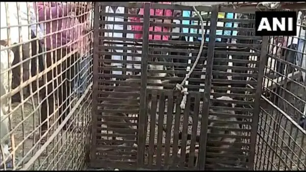 Inde: deux singes arrêtés pour le meurtre de 250 chiens.