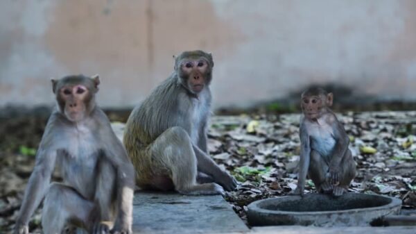 Inde: des singes ont volé un bébé de deux mois puis l'ont noyé dans un réservoir d'eau