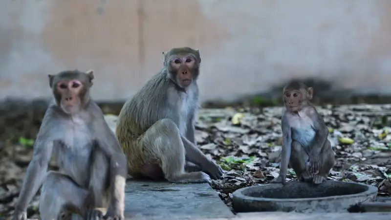 Inde: des singes ont volé un bébé de deux mois puis l'ont noyé dans un réservoir d'eau