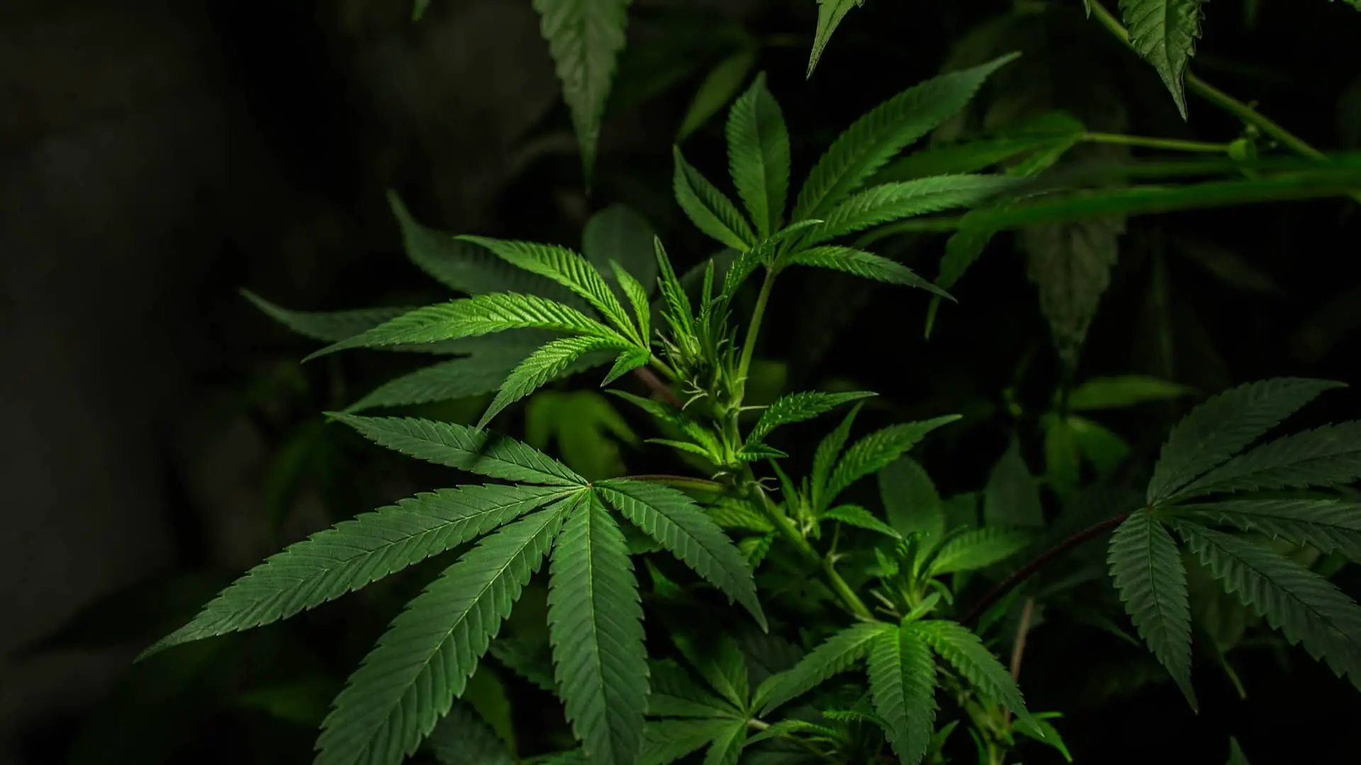 Faire pousser de la marijuana dans son jardin devient légale en Thaïlande