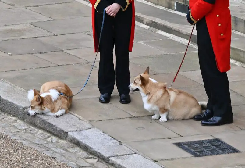Les deux chiens de la reine Elizabeth II attendent le passage de son cercueil avant qu'elle soit inhumée