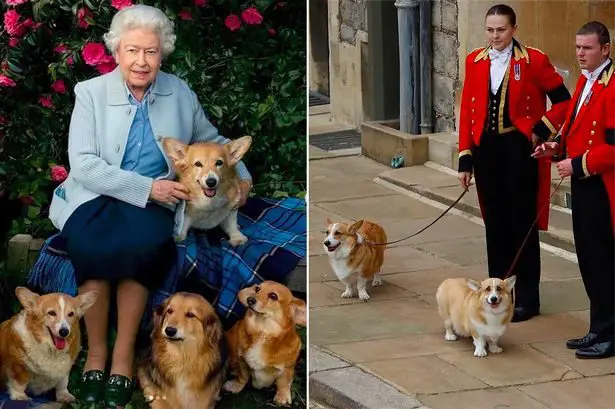 Selon l'avis d'un expert canin, les chiens d'Elizabeth II pourraient souffrir de dépression.