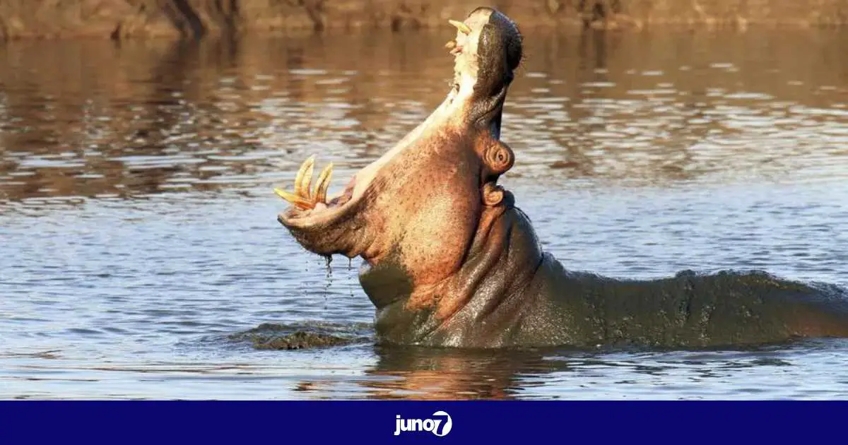 Un hippopotame avale un enfant et le recrache vivant