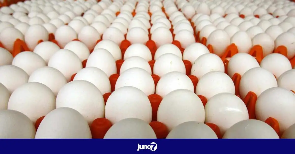 Pour une période de 15 jours, les autorités dominicaines vont interdire l'exportation des œufs vers Haïti