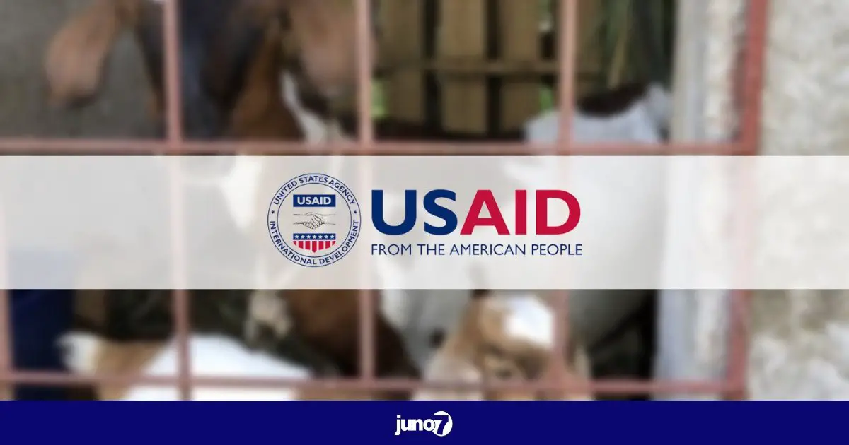 L’USAID lance un programme visant à stimuler la rentabilité du bétail en Haïti avec un investissement de 3.6 millions de $ US