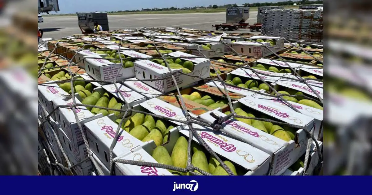 Des caissons de mangues haïtiennes à destination du Canada photographiés sur le tarmac de l’aéroport Toussaint Louverture