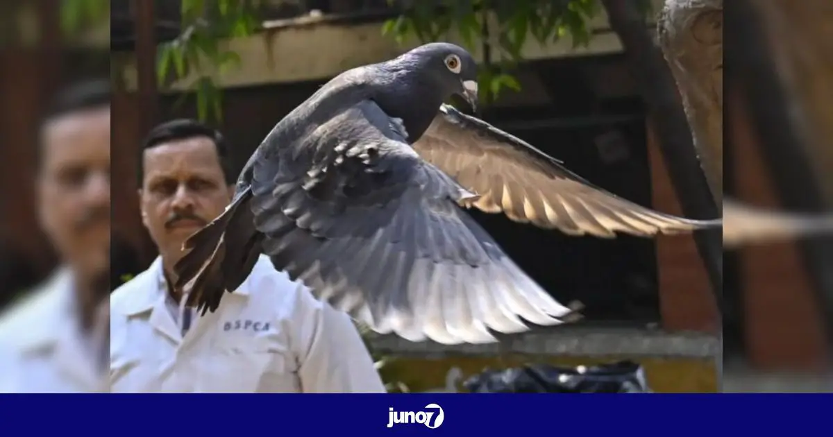 Après huit mois de détention, l'Inde libère un pigeon accusé d'être un espion chinois