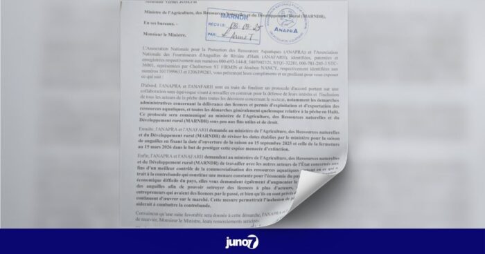 Deux associations demandent au gouvernement une saison régulée et des quotas élargis pour protéger les anguilles